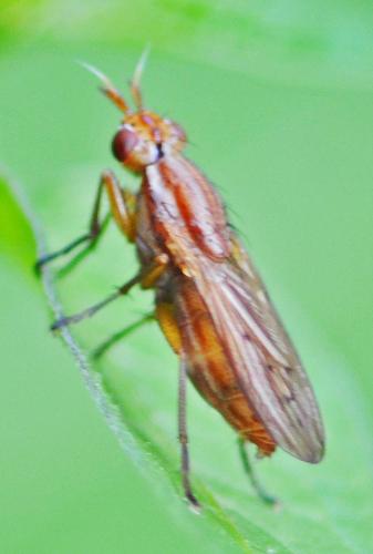Réf. 239 544 : Ilione albiseta
